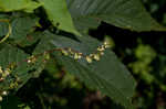 Fringed black bindweed